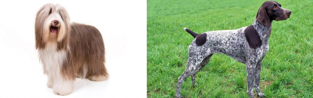 German Shorthaired Pointer vs Bearded Collie - Breed Comparison