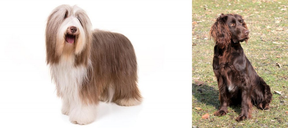 German Spaniel vs Bearded Collie - Breed Comparison
