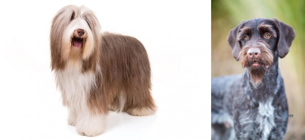 German Wirehaired Pointer vs Bearded Collie - Breed Comparison