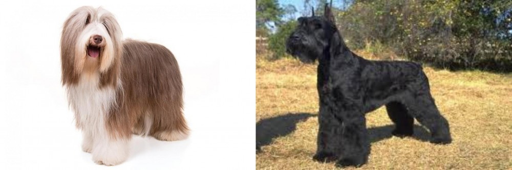 Giant Schnauzer vs Bearded Collie - Breed Comparison