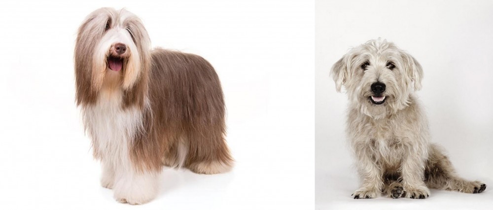 Glen of Imaal Terrier vs Bearded Collie - Breed Comparison