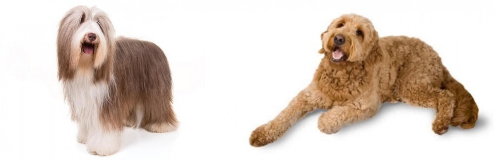 Golden Doodle vs Bearded Collie - Breed Comparison