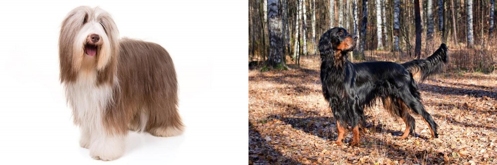 Gordon Setter vs Bearded Collie - Breed Comparison