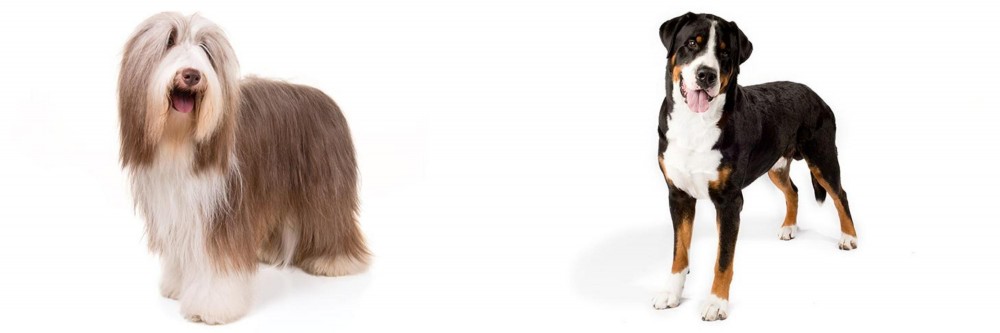 Greater Swiss Mountain Dog vs Bearded Collie - Breed Comparison