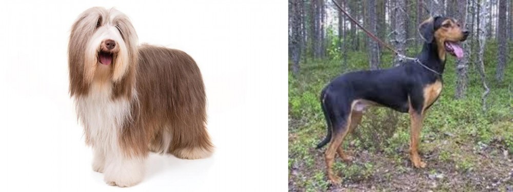 Greek Harehound vs Bearded Collie - Breed Comparison