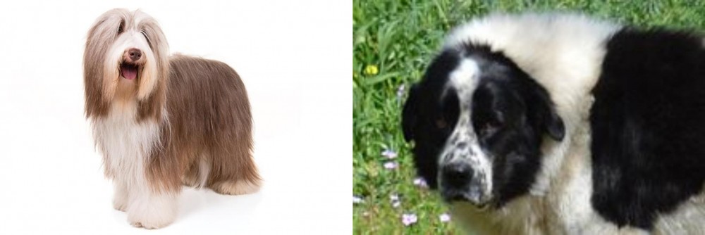 Greek Sheepdog vs Bearded Collie - Breed Comparison