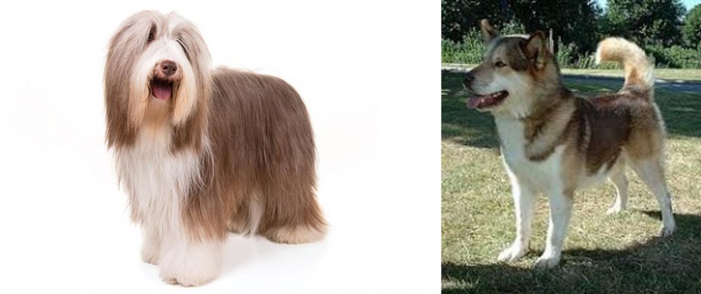 Greenland Dog vs Bearded Collie - Breed Comparison