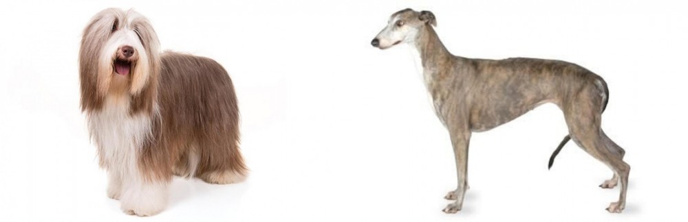 Greyhound vs Bearded Collie - Breed Comparison