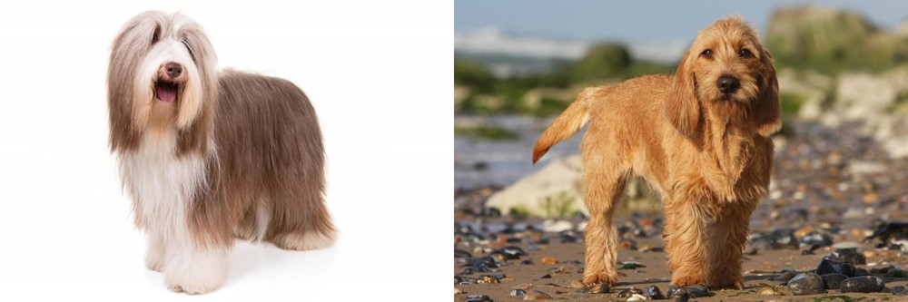 Griffon Fauve de Bretagne vs Bearded Collie - Breed Comparison