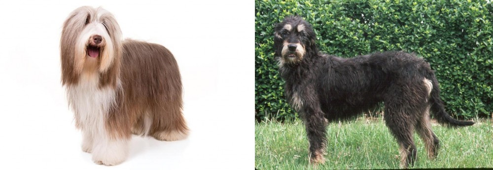 Griffon Nivernais vs Bearded Collie - Breed Comparison