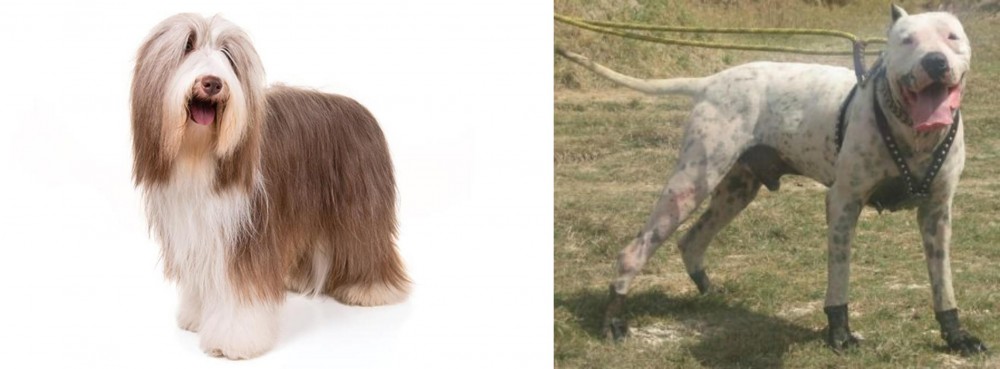 Gull Dong vs Bearded Collie - Breed Comparison