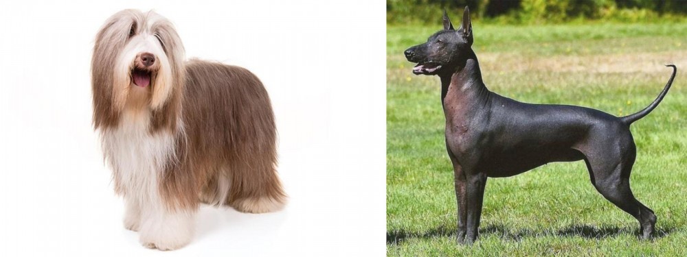 Hairless Khala vs Bearded Collie - Breed Comparison