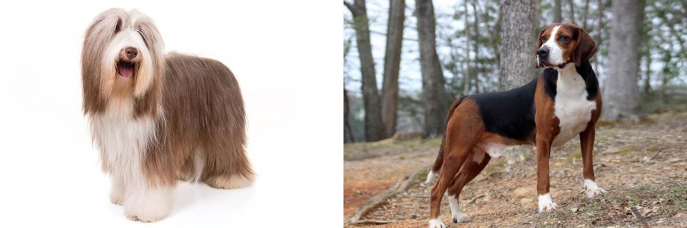 Hamiltonstovare vs Bearded Collie - Breed Comparison