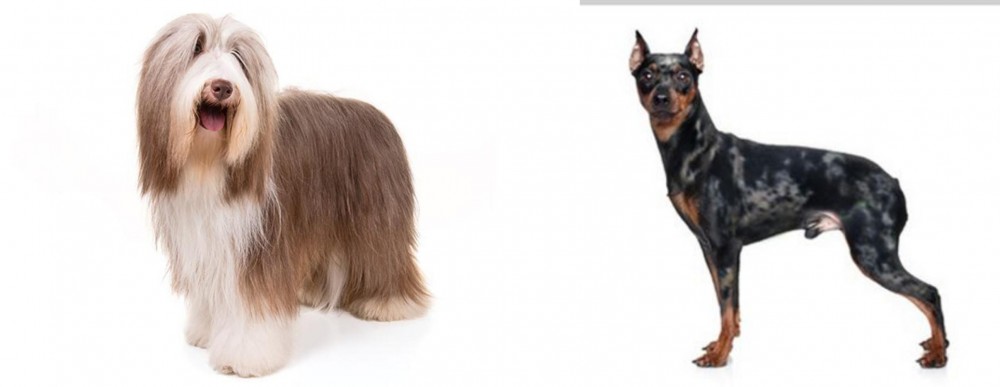 Harlequin Pinscher vs Bearded Collie - Breed Comparison