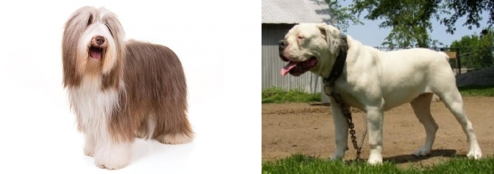 Hermes Bulldogge vs Bearded Collie - Breed Comparison