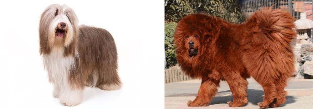 Himalayan Mastiff vs Bearded Collie - Breed Comparison