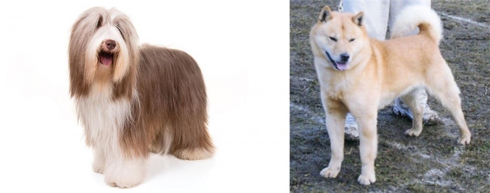 Hokkaido vs Bearded Collie - Breed Comparison