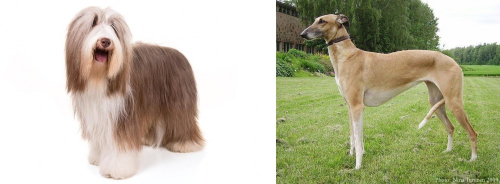Hortaya Borzaya vs Bearded Collie - Breed Comparison