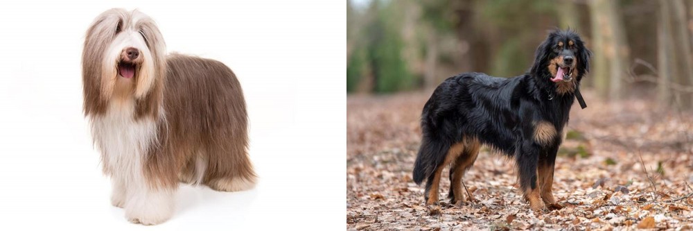 Hovawart vs Bearded Collie - Breed Comparison