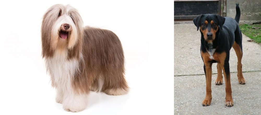 Hungarian Hound vs Bearded Collie - Breed Comparison