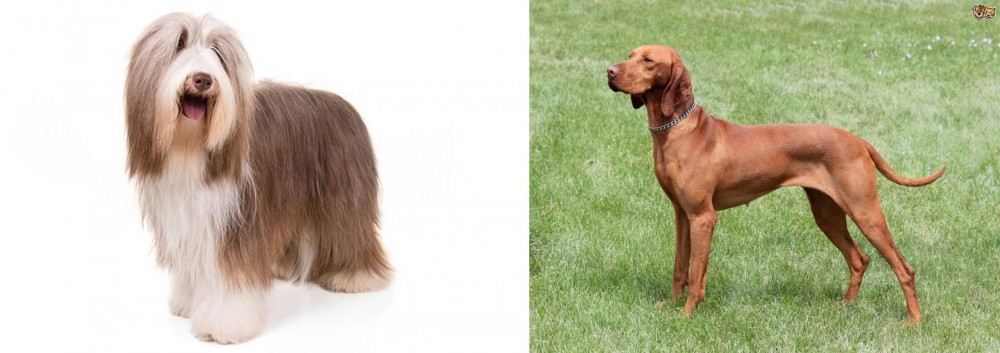 Hungarian Vizsla vs Bearded Collie - Breed Comparison