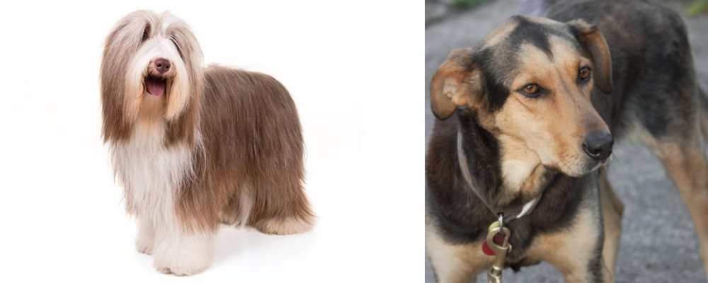 Huntaway vs Bearded Collie - Breed Comparison