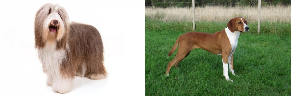 Hygenhund vs Bearded Collie - Breed Comparison