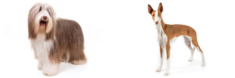 Ibizan Hound vs Bearded Collie - Breed Comparison