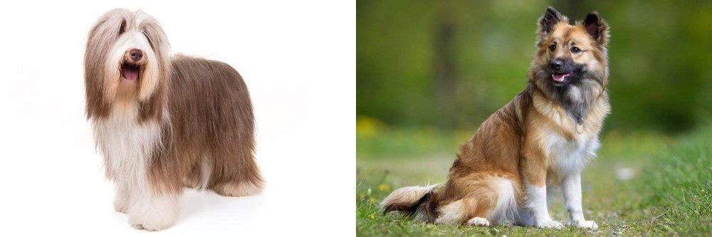 Icelandic Sheepdog vs Bearded Collie - Breed Comparison