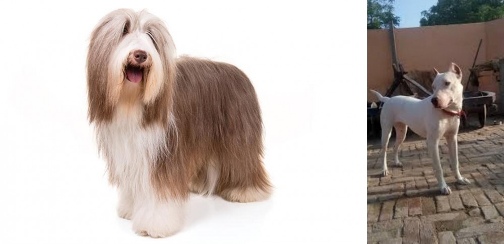 Indian Bull Terrier vs Bearded Collie - Breed Comparison