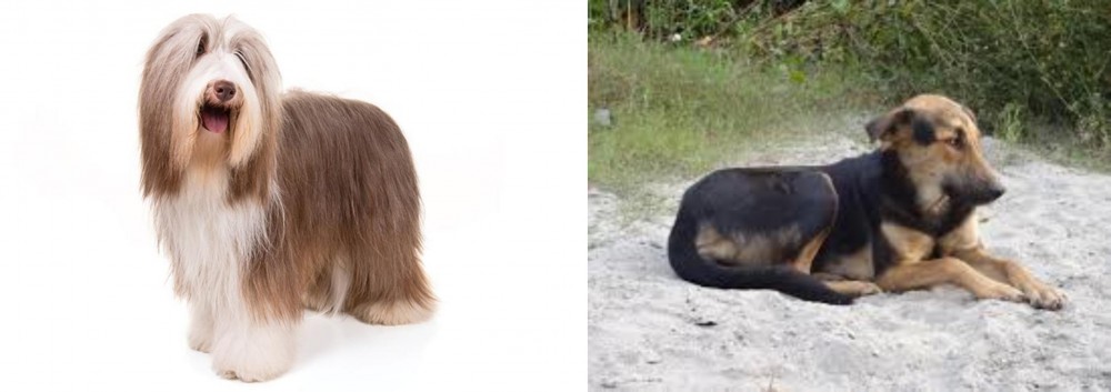 Indian Pariah Dog vs Bearded Collie - Breed Comparison