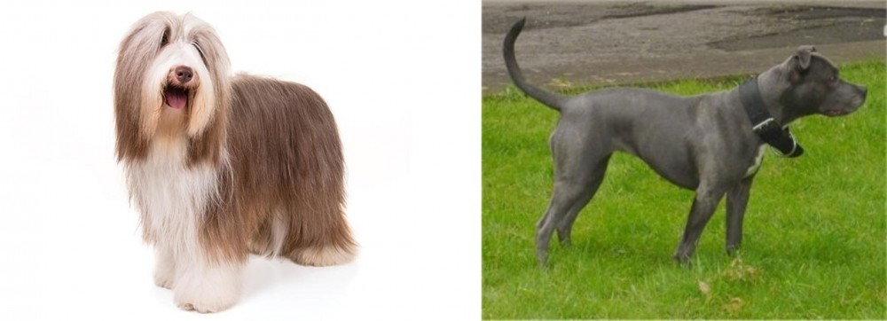 Irish Bull Terrier vs Bearded Collie - Breed Comparison