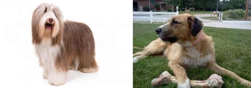 Irish Mastiff Hound vs Bearded Collie - Breed Comparison