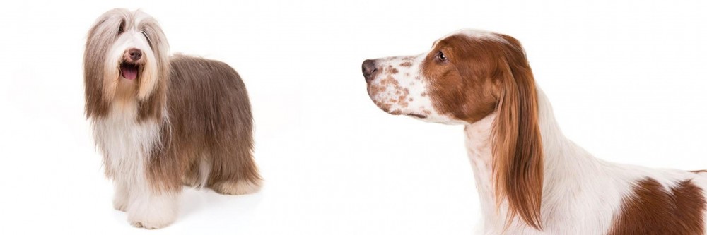 Irish Red and White Setter vs Bearded Collie - Breed Comparison