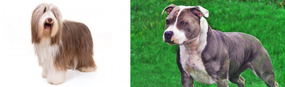 Irish Staffordshire Bull Terrier vs Bearded Collie - Breed Comparison