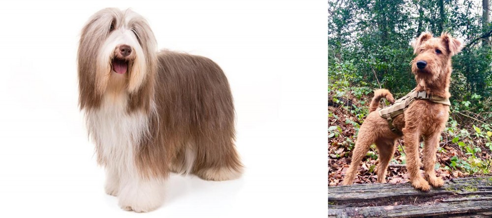 Irish Terrier vs Bearded Collie - Breed Comparison