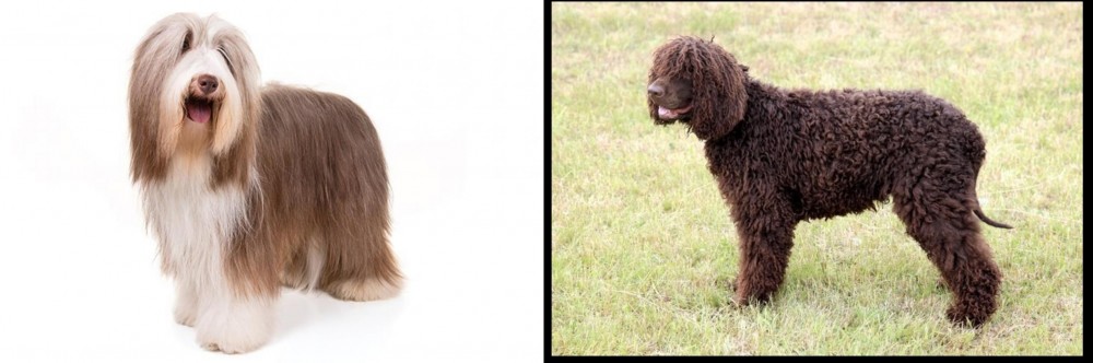 Irish Water Spaniel vs Bearded Collie - Breed Comparison
