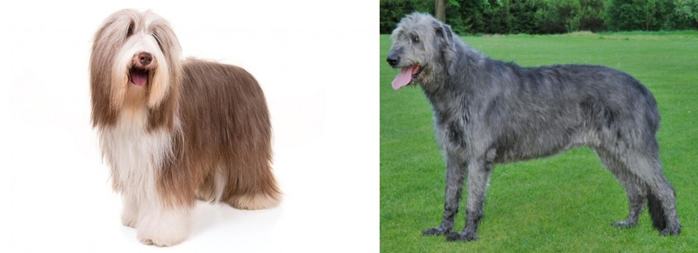 Irish Wolfhound vs Bearded Collie - Breed Comparison