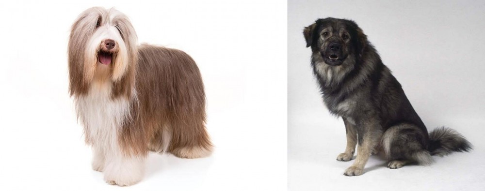 Istrian Sheepdog vs Bearded Collie - Breed Comparison