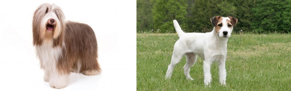 Jack Russell Terrier vs Bearded Collie - Breed Comparison