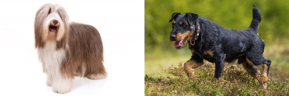 Jagdterrier vs Bearded Collie - Breed Comparison