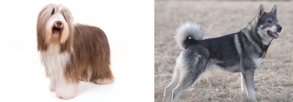 Jamthund vs Bearded Collie - Breed Comparison
