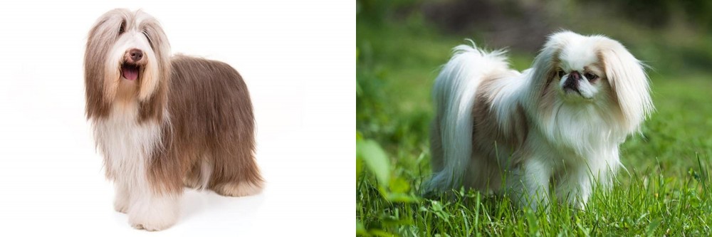Japanese Chin vs Bearded Collie - Breed Comparison