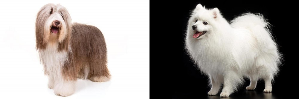 Japanese Spitz vs Bearded Collie - Breed Comparison