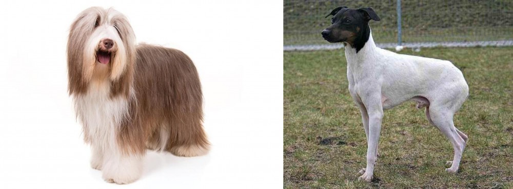 Japanese Terrier vs Bearded Collie - Breed Comparison