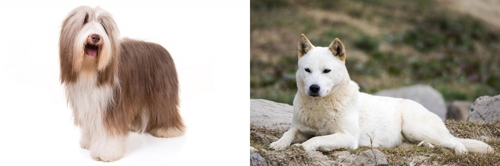 Jindo vs Bearded Collie - Breed Comparison