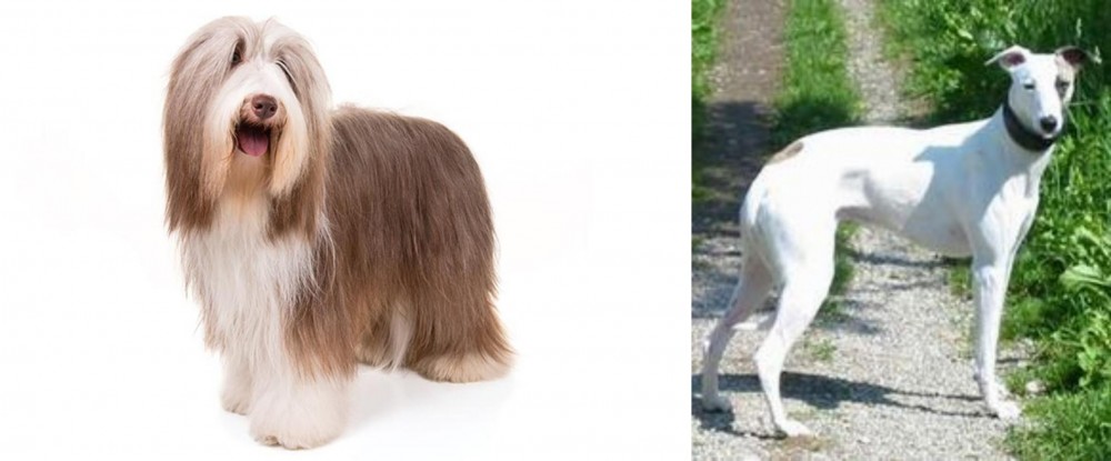 Kaikadi vs Bearded Collie - Breed Comparison