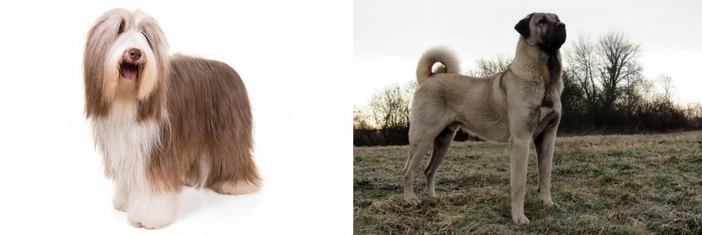 Kangal Dog vs Bearded Collie - Breed Comparison