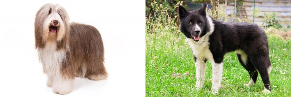 Karelian Bear Dog vs Bearded Collie - Breed Comparison