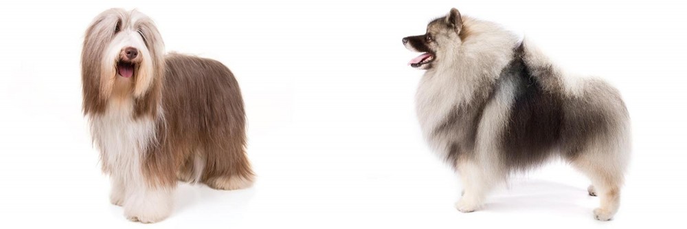 Keeshond vs Bearded Collie - Breed Comparison